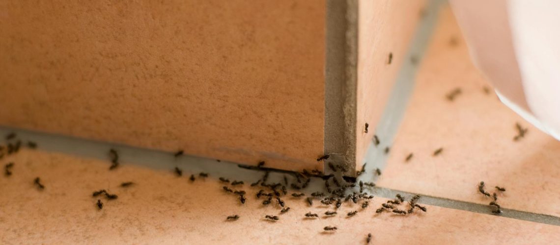 Pourquoi j'ai des fourmis chez moi ? que faire contre cette invasion ?